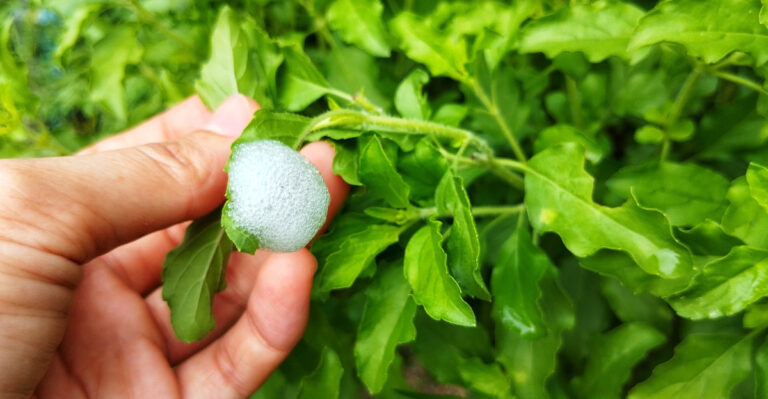 The Weird Foam On Oregon Garden Plants That Has An Insect Hiding Inside