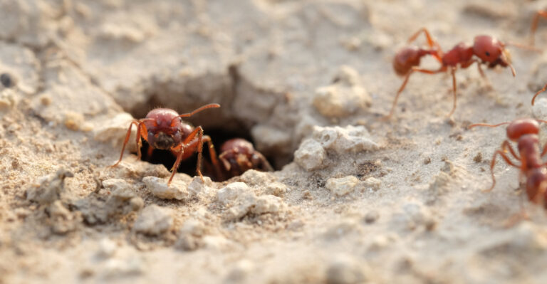 The Underrated Texas Plant That Makes Fire Ants Less Welcome In Your Yard