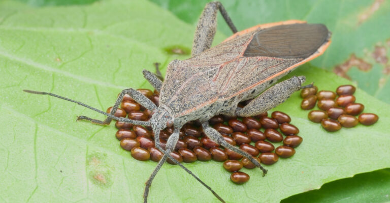These Arizona Yard Mistakes Are Making Your Squash Bug Problem Worse
