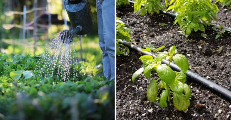 Simple Watering Habits That Help Texas Gardens Survive 100-Degree Weeks
