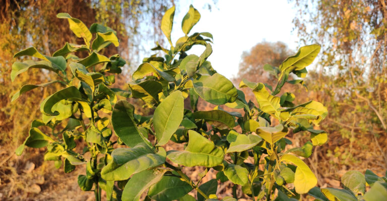 How To Stop California Citrus Leaves From Curling During August Heat