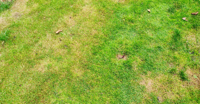 lawn