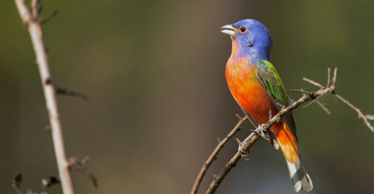 Painted Buntings (featured image)