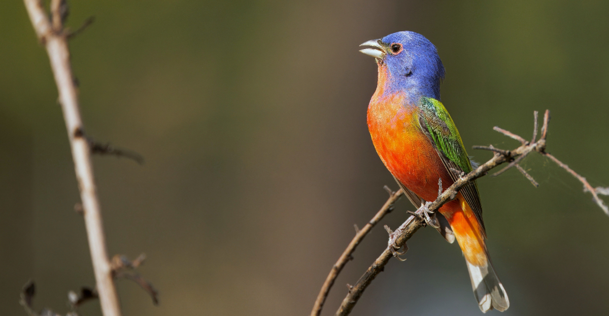 Painted Buntings (featured image)