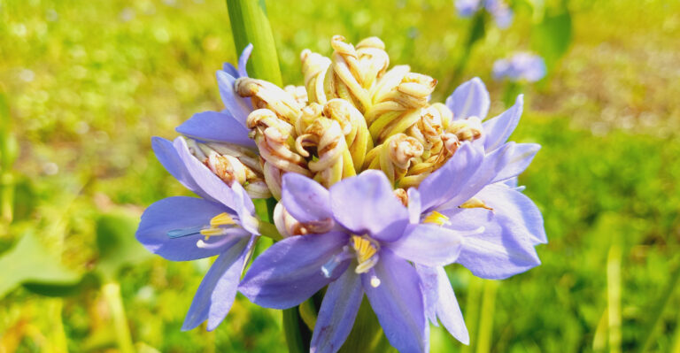 Pontederia vaginalis