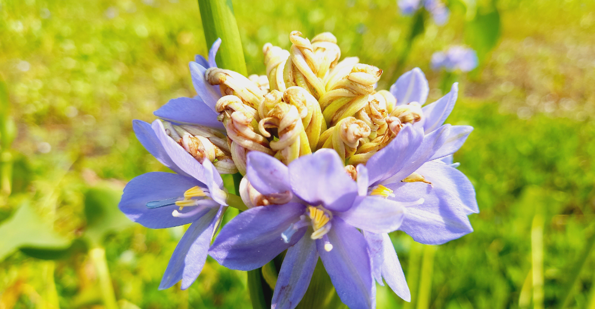Pontederia vaginalis