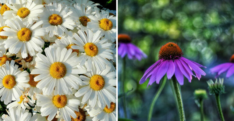 8 Low-Maintenance Flowers That Keep Blooming For Decades In Montana