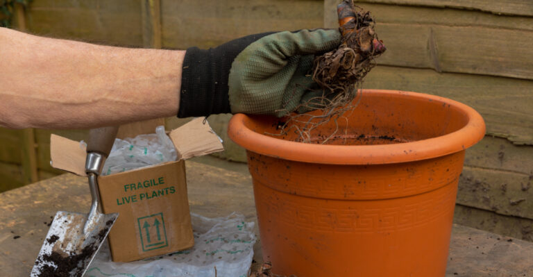 canna rhizomes