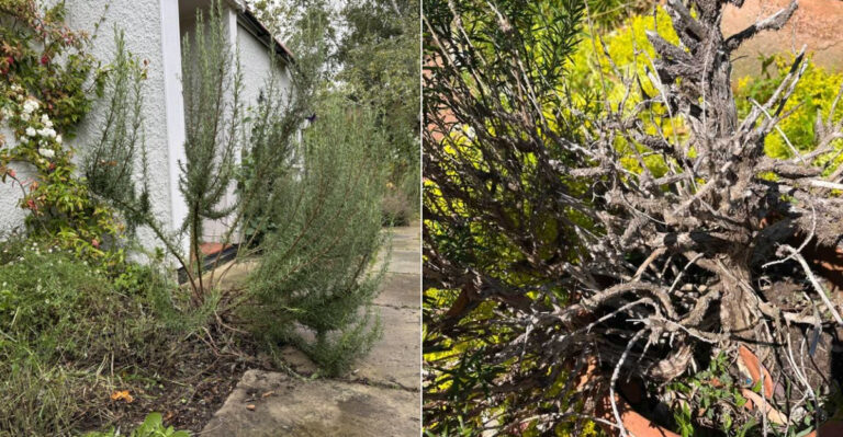 Why Oregon Rosemary Turns Woody And How To Keep It Full