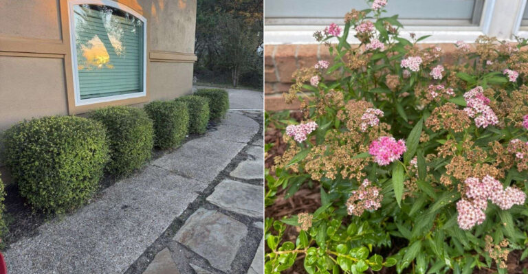 The Rat-Repelling Shrubs Oregon Gardeners Should Consider Along Foundations