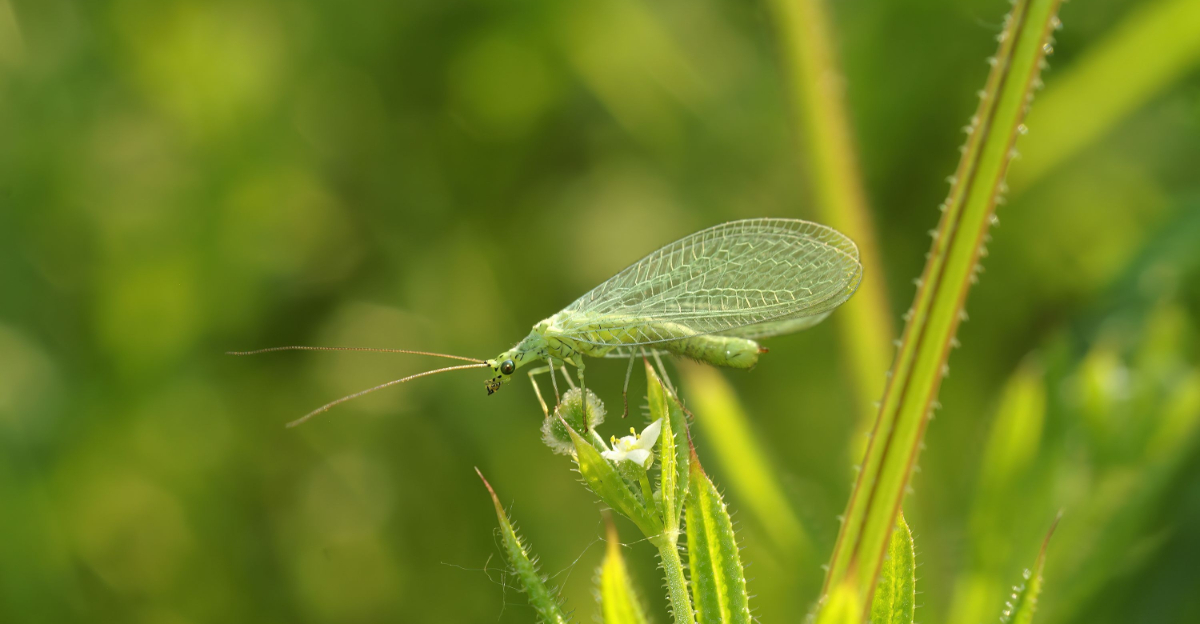 green lacewing (featured image)