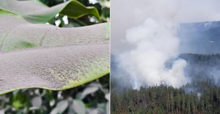 What Wildfire Smoke Does To Oregon Garden Plants And When Leaves Need Rinsing