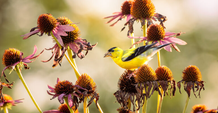 Why Leaving Seed Heads Can Bring More Oregon Goldfinches Into Fall Gardens