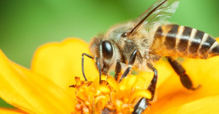 honeybee