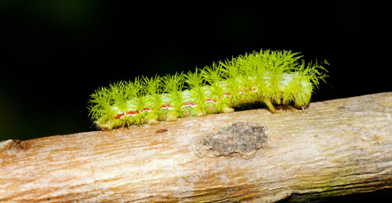 This Bright Green Caterpillar In Massachusetts Gardens Is Worth Knowing Before You Touch It