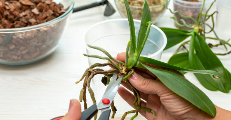 Orchid Care After Flowering In August For Even Better Blooms Next Year In New Mexico