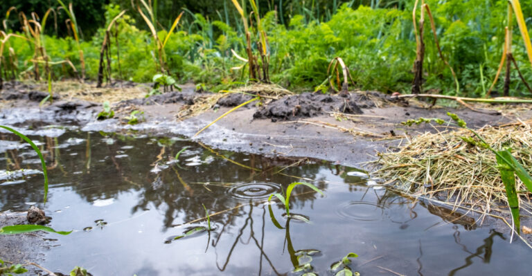 What It Means When Your Pennsylvania Garden Soil Stays Soggy After Storms