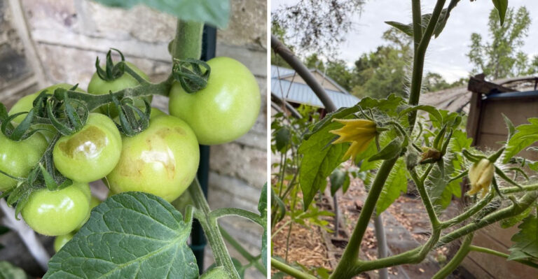Oregon Tomatoes Need This Done In August To Keep Producing Through September