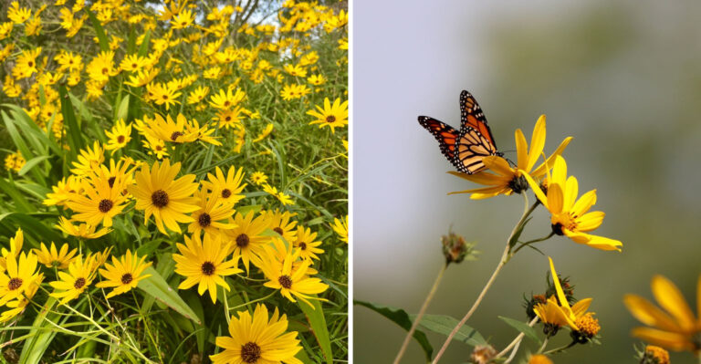 The Native North Carolina Perennial That Feeds Migrating Monarchs Into October