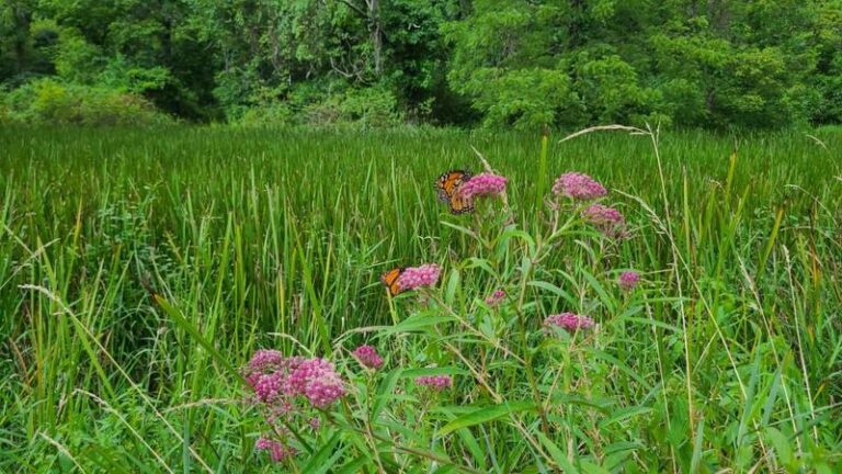 The One Native Built For That Soggy Clay Corner Under Your North Carolina Downspout