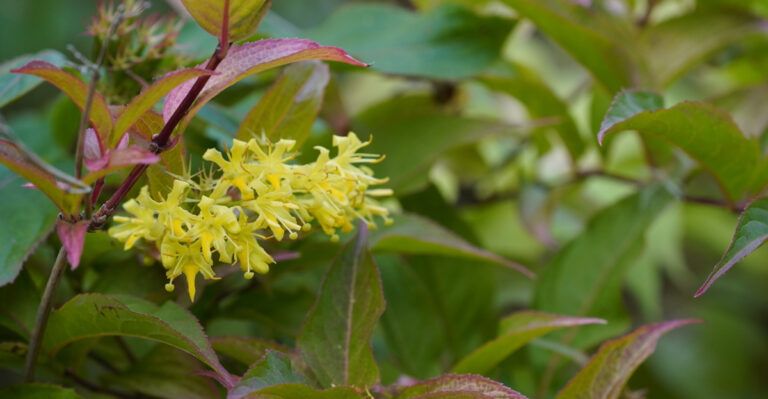 Bush honeysuckle or Diervilla lonicera