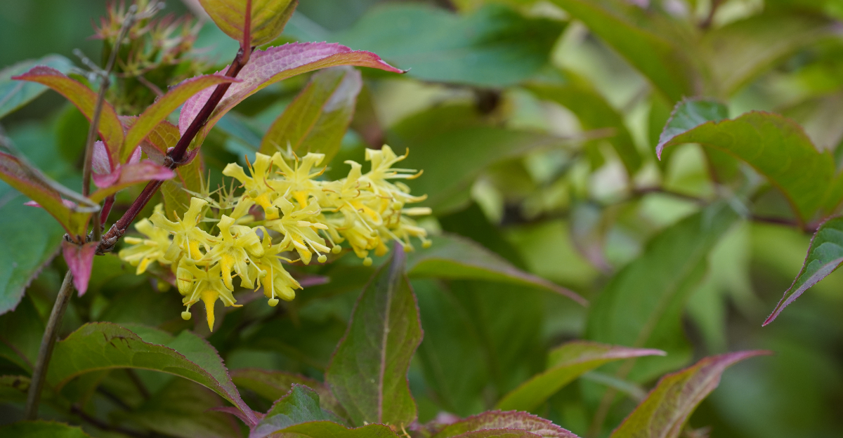 Bush honeysuckle or Diervilla lonicera