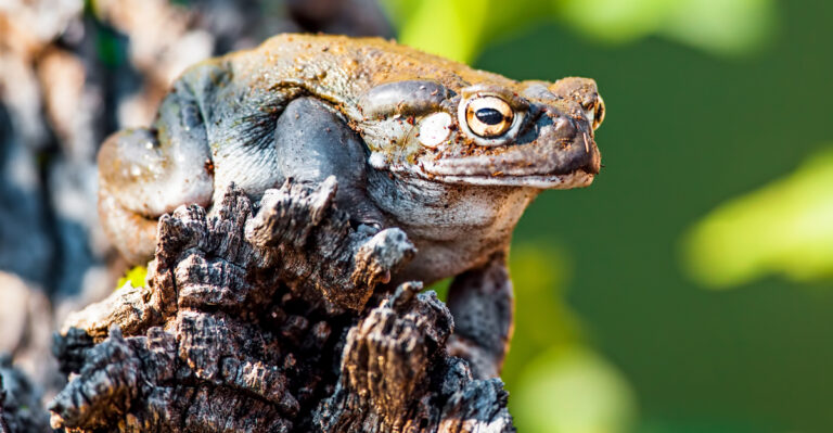 toad (featured image)