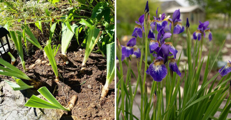 The Simple Trick Michigan Gardeners Use For More Siberian Iris Blooms