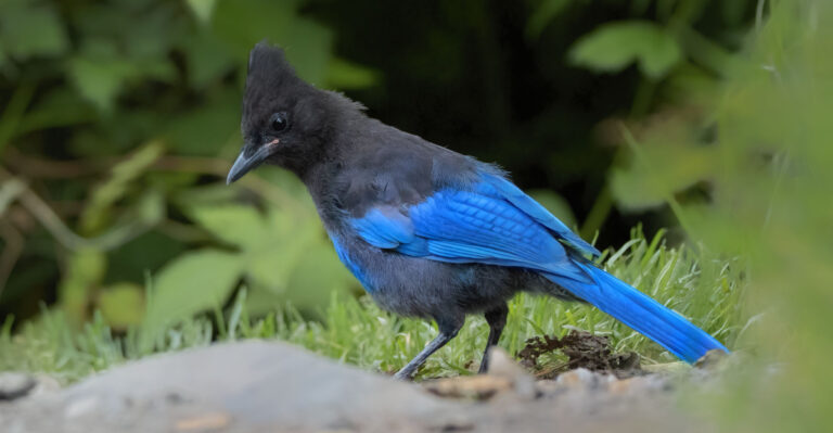What It Really Means When Steller’s Jays Crowd Your Oregon Yard In August