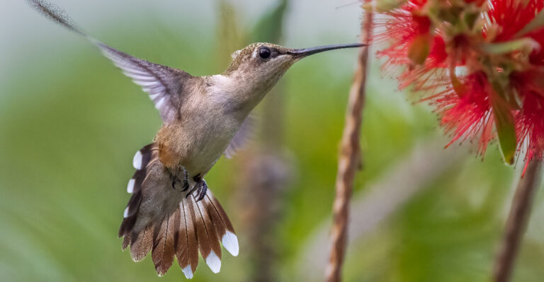 Hummingbird (featured image)