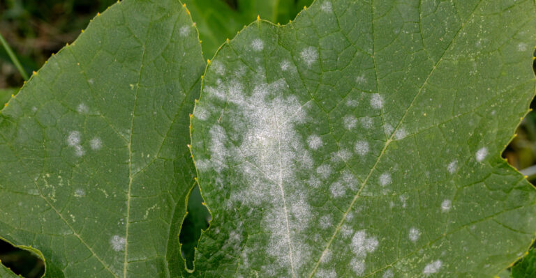 Why Powdery Mildew Explodes On Oregon Squash At The End Of Summer