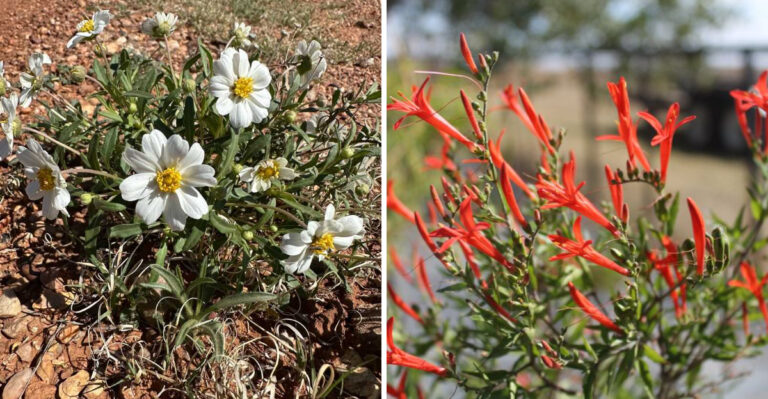 These Texas Plants Don’t Need Rich Soil To Thrive
