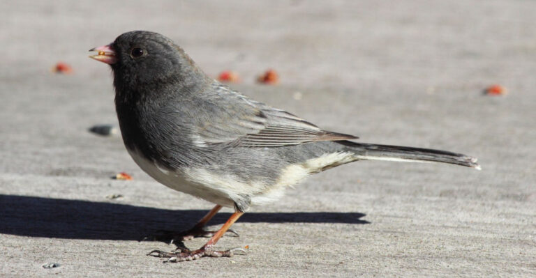 What It Means When Dark-Eyed Juncos Return To Oregon Yards