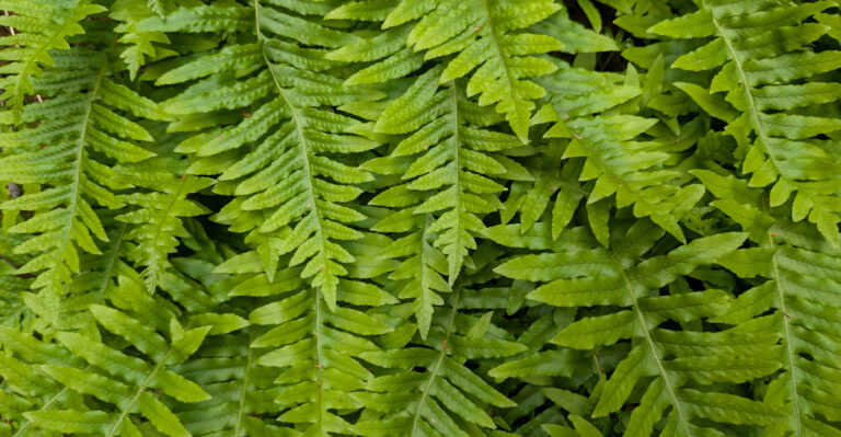 Native California Groundcovers For Under Oak Trees Without Summer Irrigation
