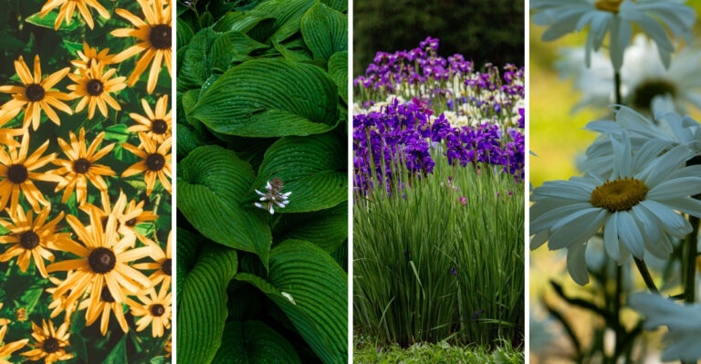 Divide These 8 Plants Now For Bigger, Healthier Montana Borders Next Year