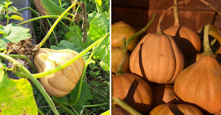 The Best Seminole Pumpkin Varieties That Handle Florida Heat