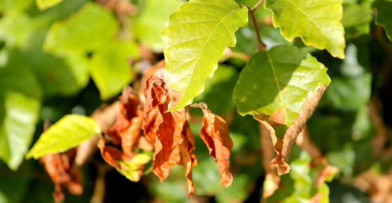 The Heat Damage California Gardeners May Not Notice Until A Week Later