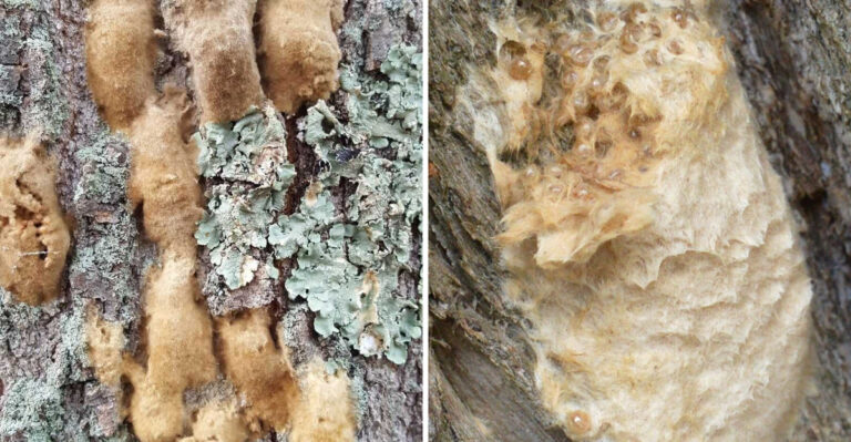 The Sign On Connecticut Oaks That Predicts Next Spring’s Defoliation