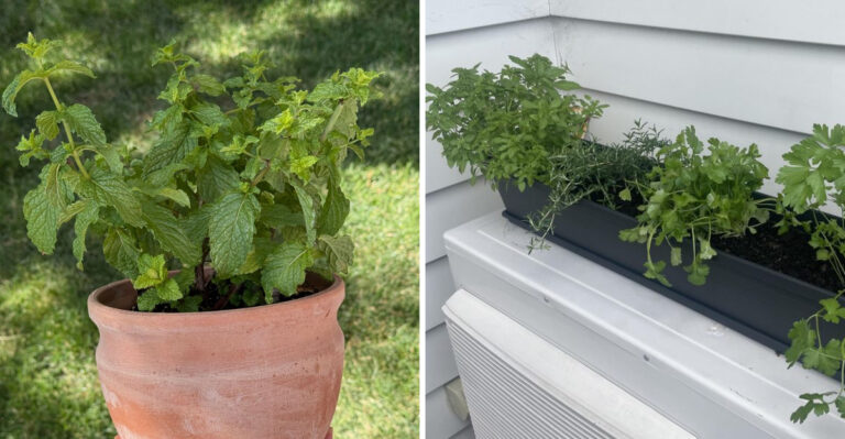 How To Keep North Carolina Potted Herbs From Drowning During This Week’s Torrential Downpours