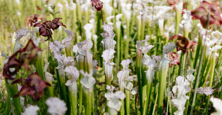 Meet The Carnivorous Plant Found In Only Three Alabama Counties