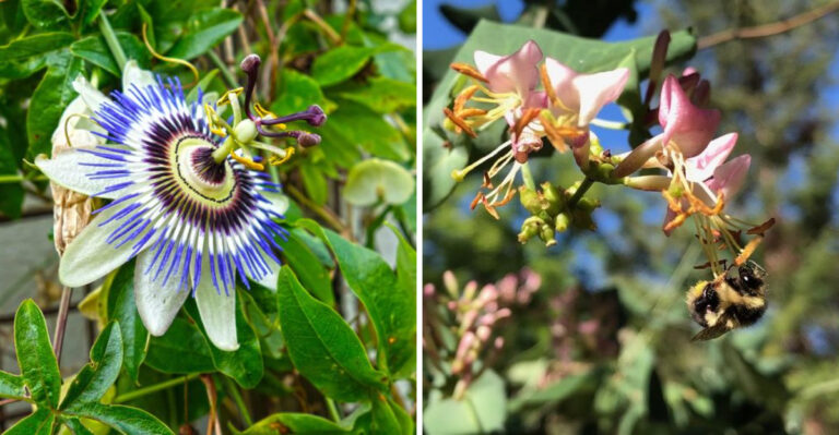 These Are The Arizona Native Vines That Bloom Without High Water Bills