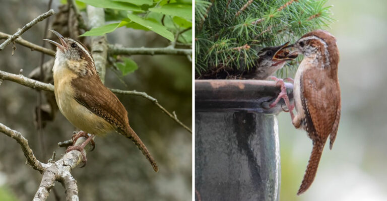 carolina wren