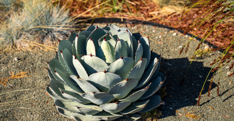 California Front-Yard Plants That Look Good From The Street And Survive Reflected Heat