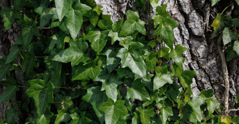 This New Jersey Vine Is Moving From Legal To Illegal