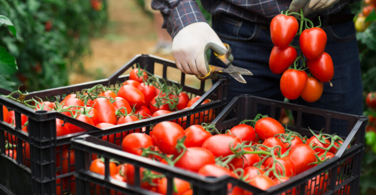 Simple Habits That Bring Bumper Tomato Harvests Back To Your Texas Garden Every Fall
