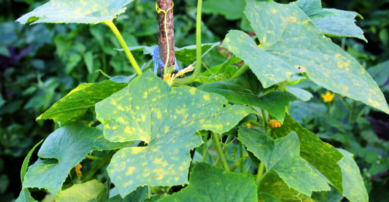 downy mildew