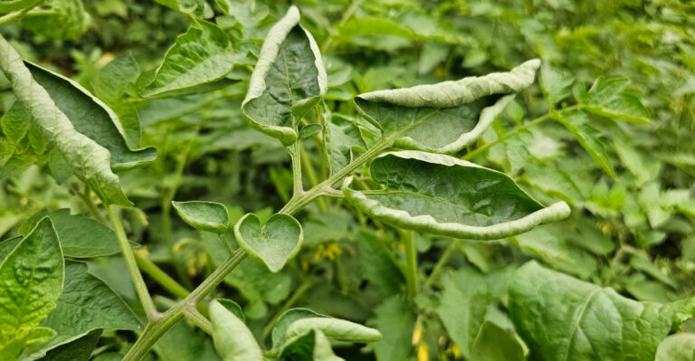7 Signs Your Tomatoes Are Low On Calcium And How To Fix It