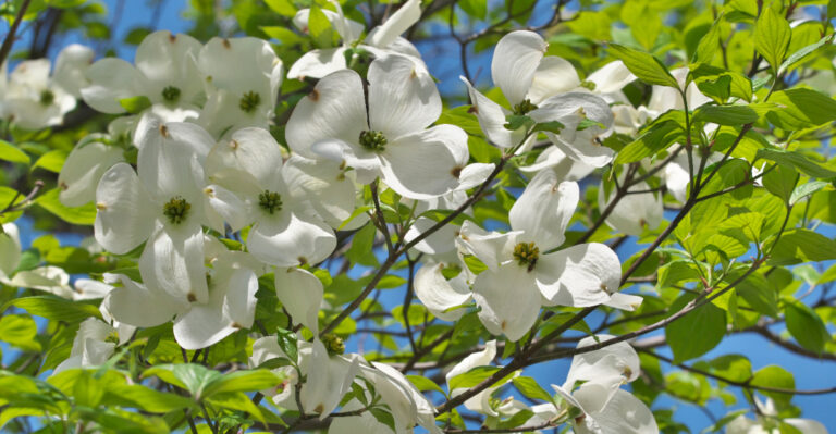 Dogwood tree (featured image)