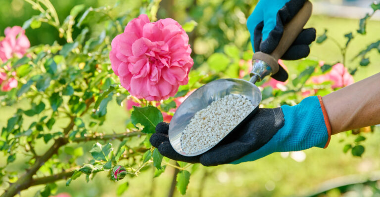 Roses (featured image)