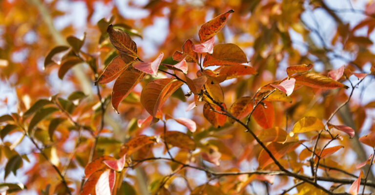 crape myrtle fall color
